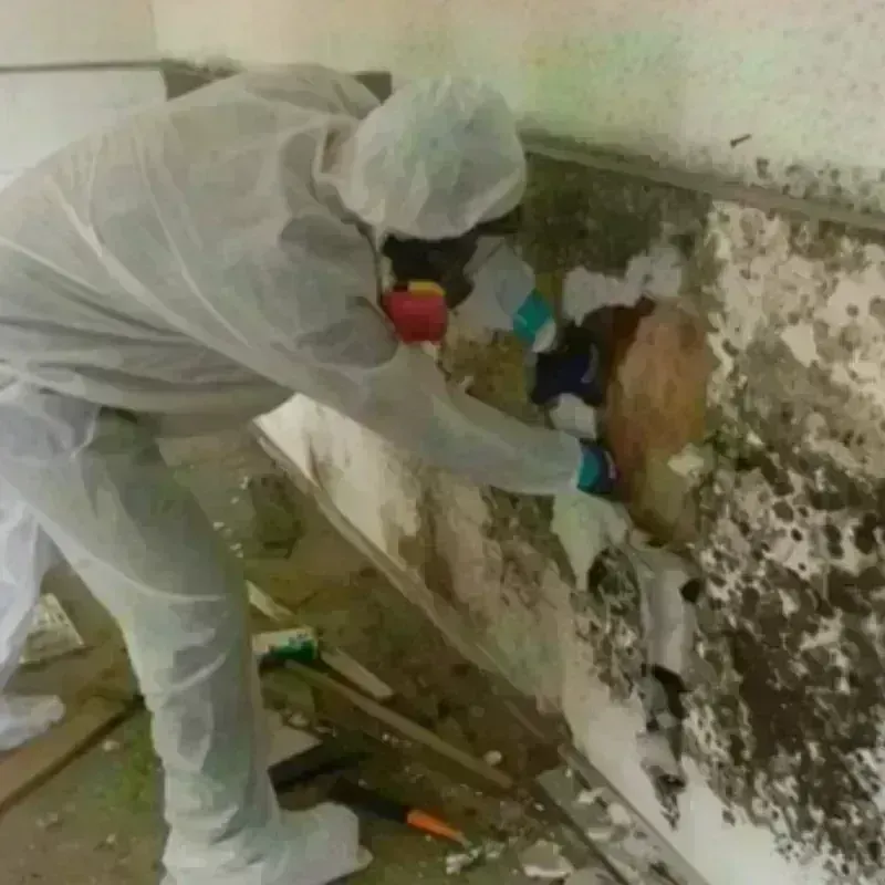 Mold Remediation and Removal in Emporia, KS